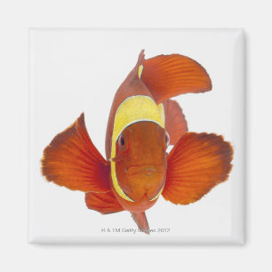 Spinkauwganmonevis (Premnas biaculeatus) Magneet