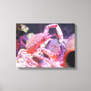 Spinkrab Canvas Afdruk