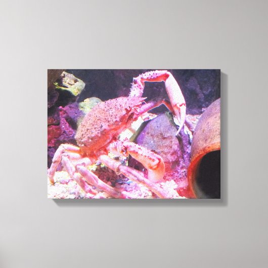 Spinkrab Canvas Afdruk (Voorkant)