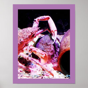 Spinkrab Poster