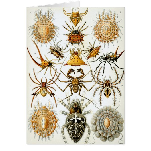  spinnen of spinachtigen door Ernst Haeckel (Voorkant)
