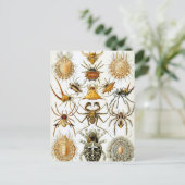 spinnen of spinachtigen door Ernst Haeckel Briefkaart (Staand voorkant)