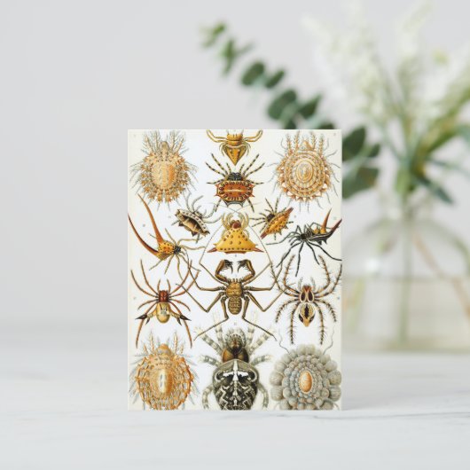  spinnen of spinachtigen door Ernst Haeckel Briefkaart (Staand voorkant)