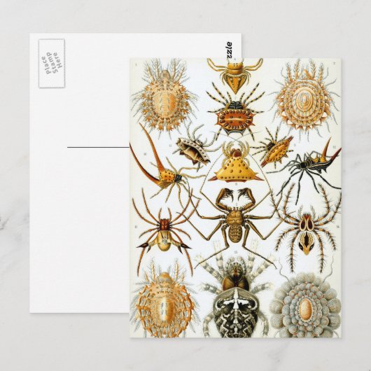 spinnen of spinachtigen door Ernst Haeckel Briefkaart (Voorkant / Achterkant)