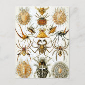 spinnen of spinachtigen door Ernst Haeckel Briefkaart (Voorkant)
