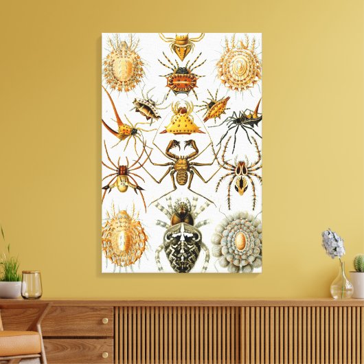 spinnen of spinachtigen door Ernst Haeckel Canvas Afdruk (Insitu (Woonkamer))