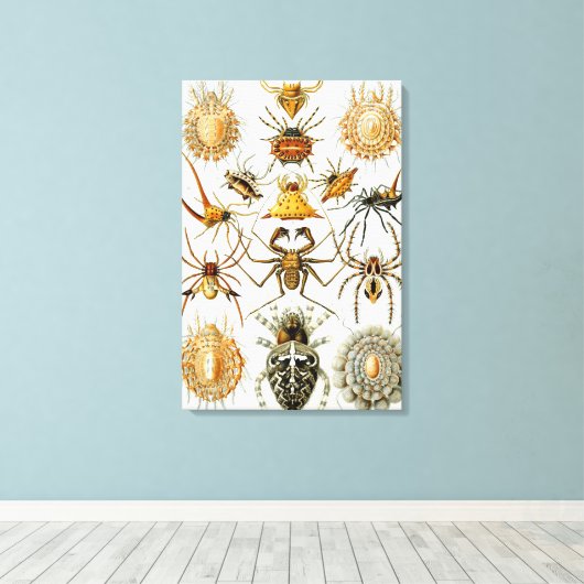 spinnen of spinachtigen door Ernst Haeckel Canvas Afdruk (Insitu (Houten vloer))