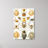 spinnen of spinachtigen door Ernst Haeckel Canvas Afdruk (Voorkant)