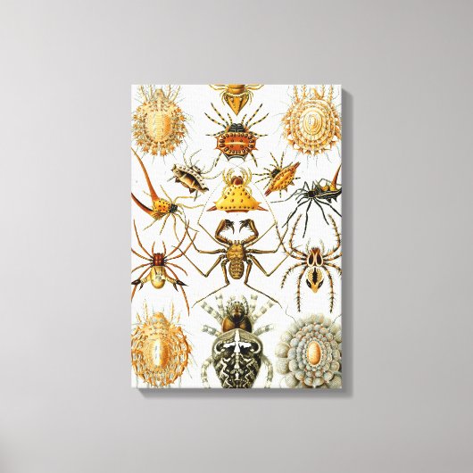 spinnen of spinachtigen door Ernst Haeckel Canvas Afdruk (Voorkant)