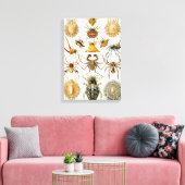 spinnen of spinachtigen door Ernst Haeckel Canvas Afdruk (Insitu (Woonkamer))