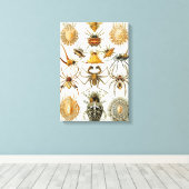 spinnen of spinachtigen door Ernst Haeckel Canvas Afdruk (Insitu (Houten vloer))
