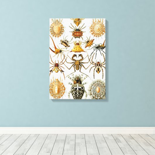 spinnen of spinachtigen door Ernst Haeckel Canvas Afdruk (Insitu (Houten vloer))