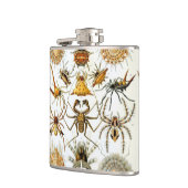 spinnen of spinachtigen door Ernst Haeckel Heupfles (Links)