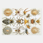  spinnen of spinachtigen door Ernst Haeckel Inpakpapier Vel (Voorkant 3)