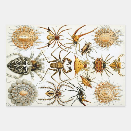  spinnen of spinachtigen door Ernst Haeckel Inpakpapier Vel (Voorkant 2)