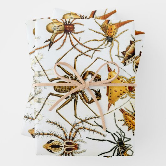  spinnen of spinachtigen door Ernst Haeckel Inpakpapier Vel (In situ)