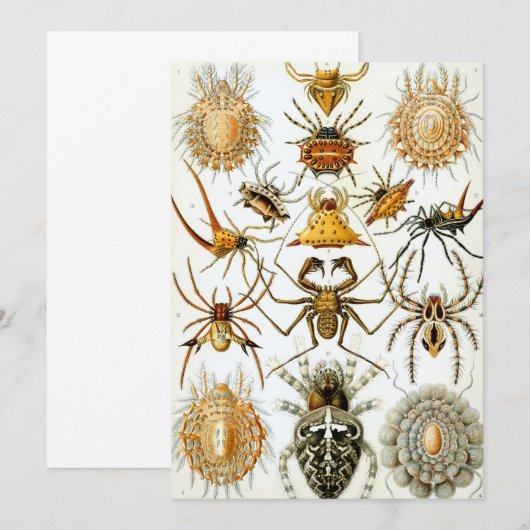  spinnen of spinachtigen door Ernst Haeckel Kaart (Voorkant / Achterkant)