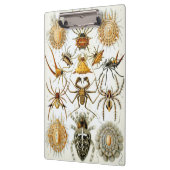  spinnen of spinachtigen door Ernst Haeckel Klembord (Links)