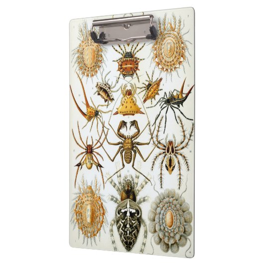  spinnen of spinachtigen door Ernst Haeckel Klembord (Links)