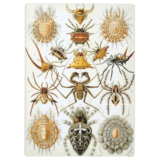  spinnen of spinachtigen door Ernst Haeckel Klembord (Achterkant)