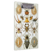  spinnen of spinachtigen door Ernst Haeckel Klembord (Rechts)