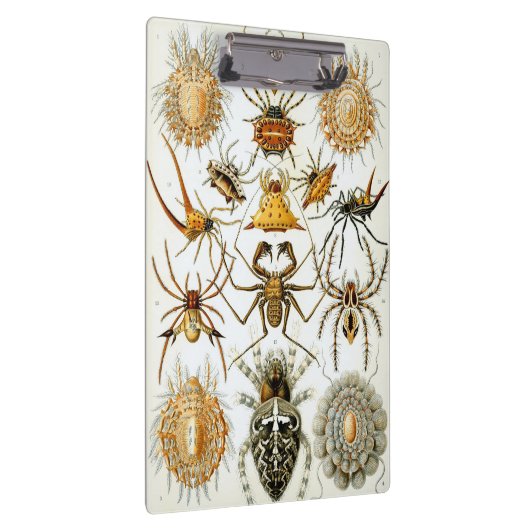  spinnen of spinachtigen door Ernst Haeckel Klembord (Rechts)