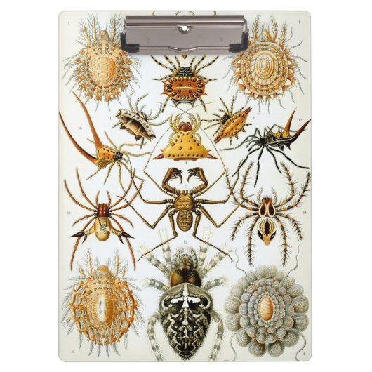  spinnen of spinachtigen door Ernst Haeckel Klembord (Voorkant)