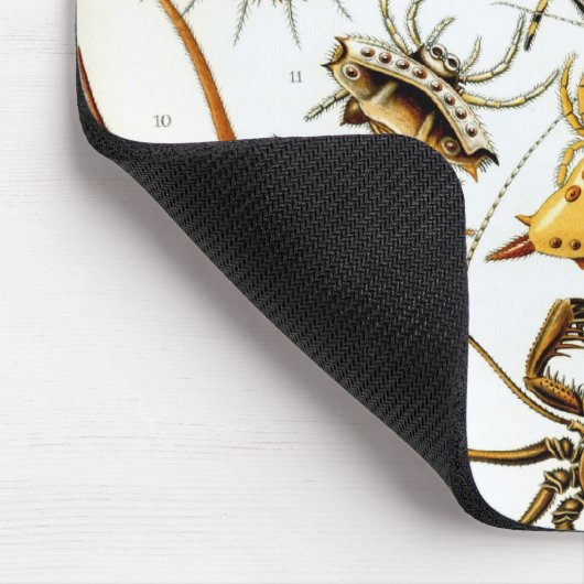  spinnen of spinachtigen door Ernst Haeckel Muismat (Hoek)