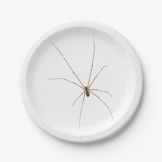 Spinnen Papieren Bordje (Voorkant)