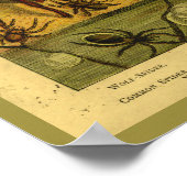  spinnen Tarantula Natuurgeschiedenis Afdrukken Poster (Hoek)