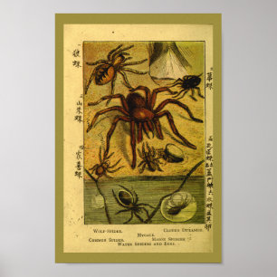  spinnen Tarantula Natuurgeschiedenis Afdrukken Poster