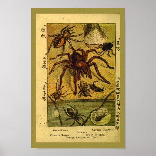  spinnen Tarantula Natuurgeschiedenis Afdrukken Poster (Voorkant)