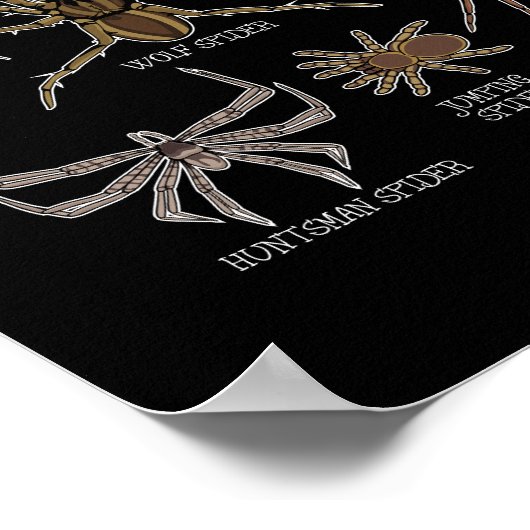 Spinnensoort Tarantula Arachnid Geschenken Spin Poster (Hoek)