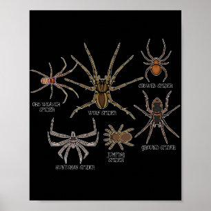 Spinnensoort Tarantula Arachnid Geschenken Spin Poster