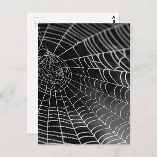 Spinnenweb met waterkralen briefkaart (Voorkant / Achterkant)