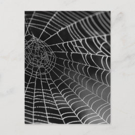 Spinnenweb met waterkralen briefkaart