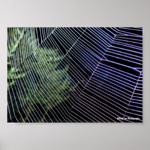 Spinnenweb 's Nachts Poster