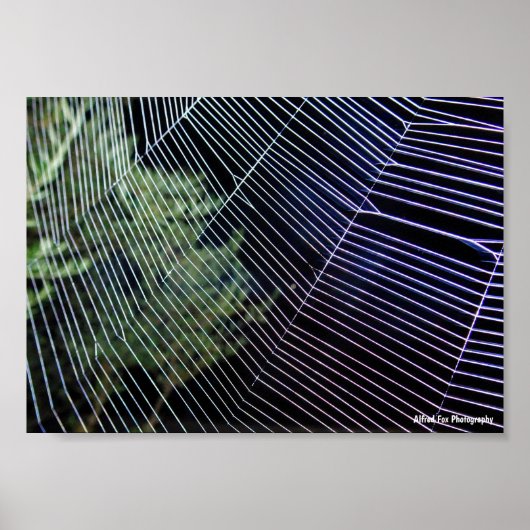 Spinnenweb 's Nachts Poster (Voorkant)