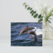 Spinner dolphin briefkaart (Staand voorkant)