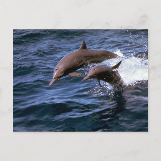 Spinner dolphin briefkaart (Voorkant)