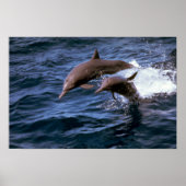 Spinner dolphin poster (Voorkant)