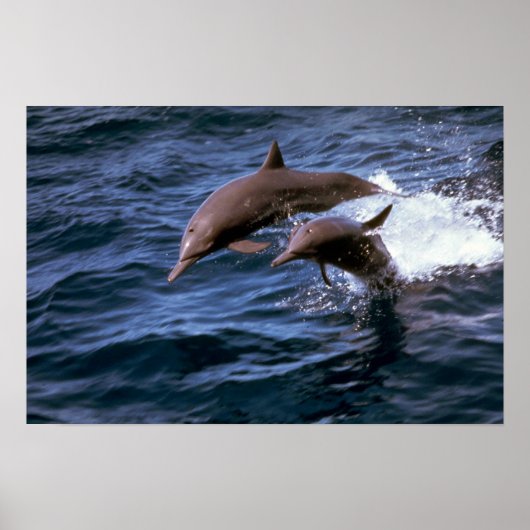 Spinner dolphin poster (Voorkant)