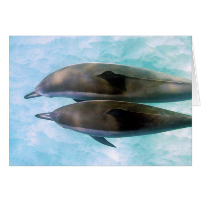Spinner Dolphins | Oahu Hawaii (Voorkant Horizontaal)