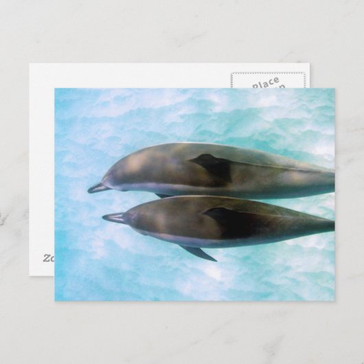 Spinner Dolphins | Oahu Hawaii Briefkaart (Voorkant / Achterkant)