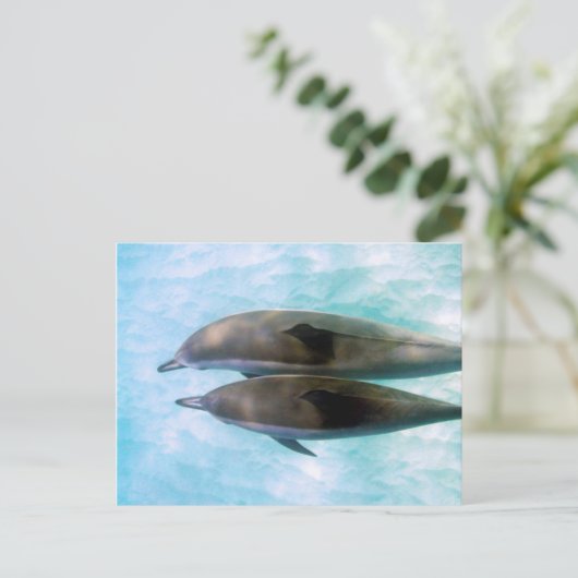 Spinner Dolphins | Oahu Hawaii Briefkaart (Staand voorkant)