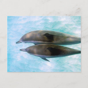 Spinner Dolphins   Oahu Hawaii Briefkaart