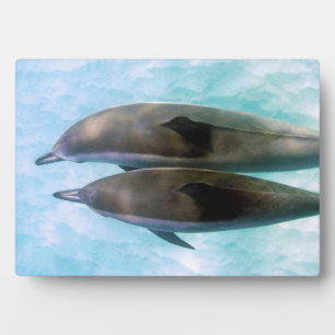 Spinner Dolphins Oahu Hawaii Fotoplaat