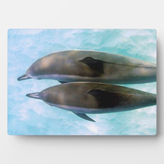 Spinner Dolphins | Oahu Hawaii Fotoplaat (voorkant)