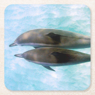 Spinner Dolphins Oahu Hawaii Kartonnen Onderzetters