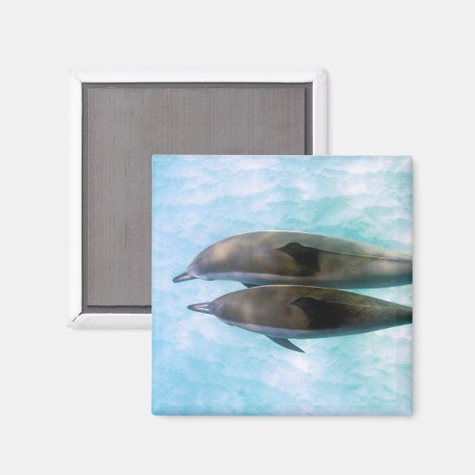 Spinner Dolphins | Oahu Hawaii Magneet (Voorkant / Achterkant)